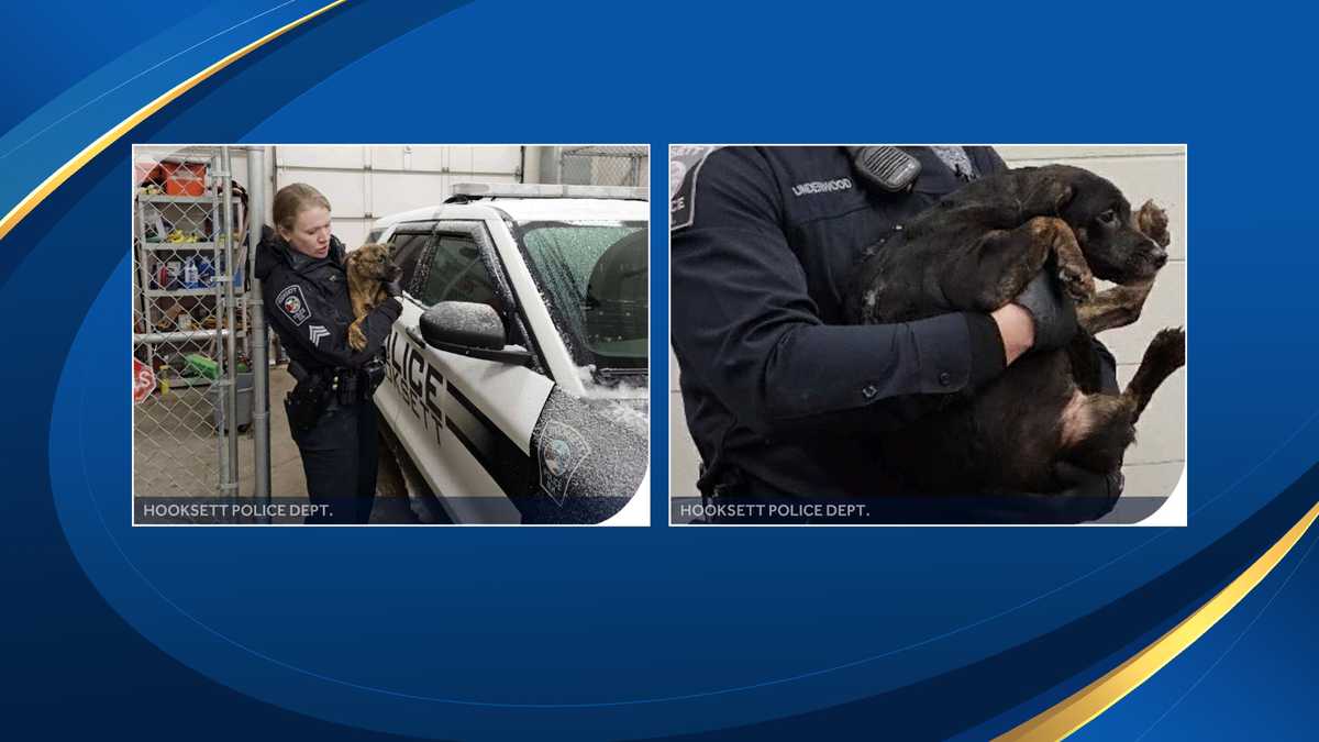 Police: 3 charged with animal cruelty after dogs found in NH home's ...