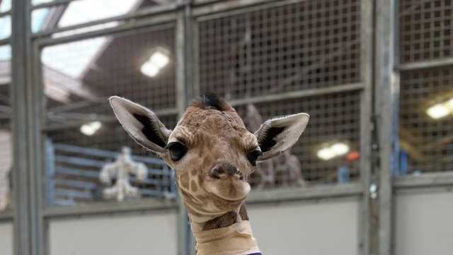 Omaha zoo's latest giraffe calf named 'Hope' - Vimarsana News