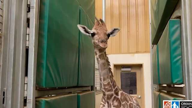 Omaha zoo: Hope, new giraffe calf 'trending in the right direction' - Vimarsana News
