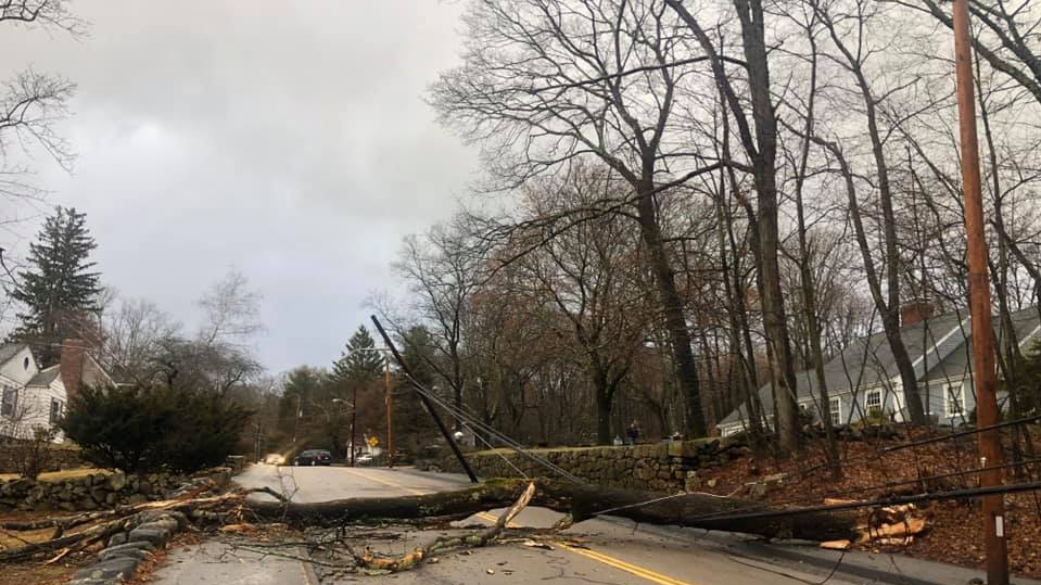 Strong winds bring down trees, crush vehicles, take out power lines