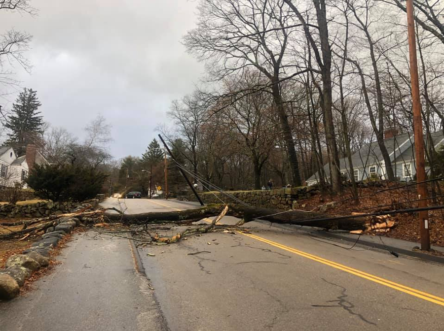 Strong winds bring down trees, crush vehicles, take out power lines