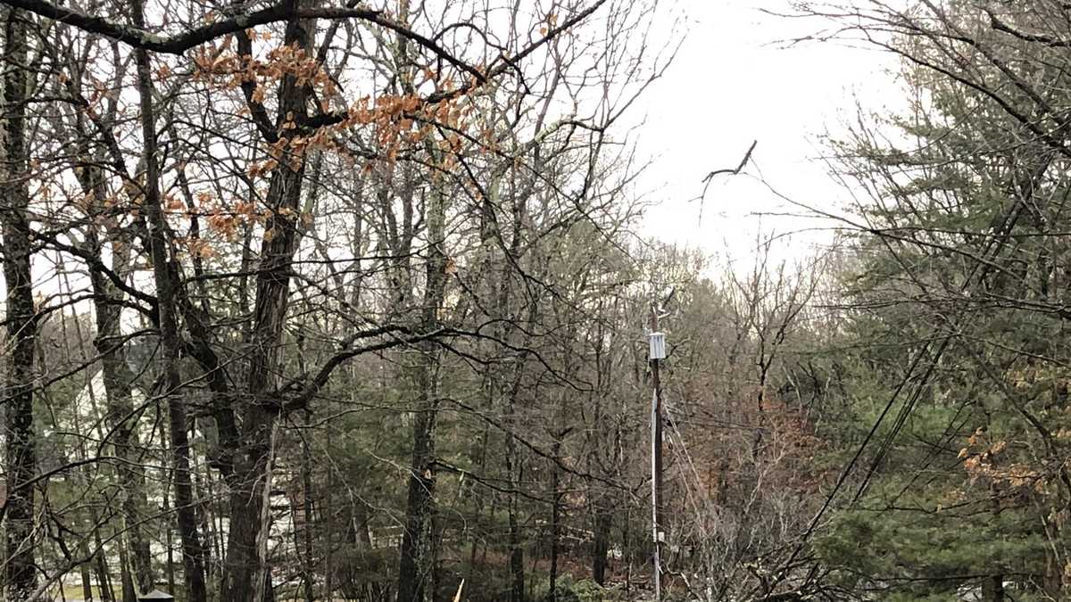 Strong winds bring down trees, crush vehicles, take out power lines