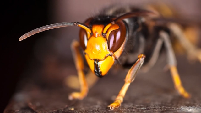 3 more yellow-legged hornet nests eradicated in the Savannah area - Vimarsana News