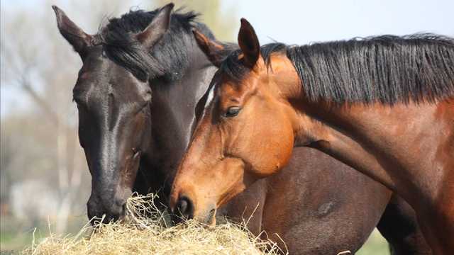 Saunders County horse contracts West Nile Virus - Vimarsana News