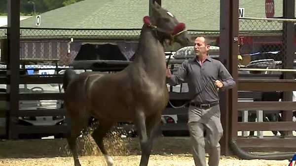 World Champion show horse Don O'Neill to retire at Kentucky State Fair - Vimarsana News