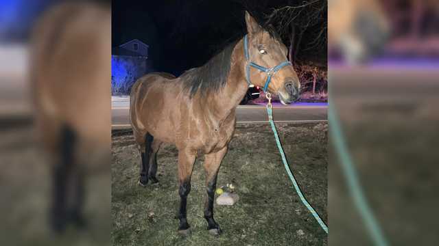 Do you know me? Loose horse found on Millis, Medway Massachusetts town line - Vimarsana News