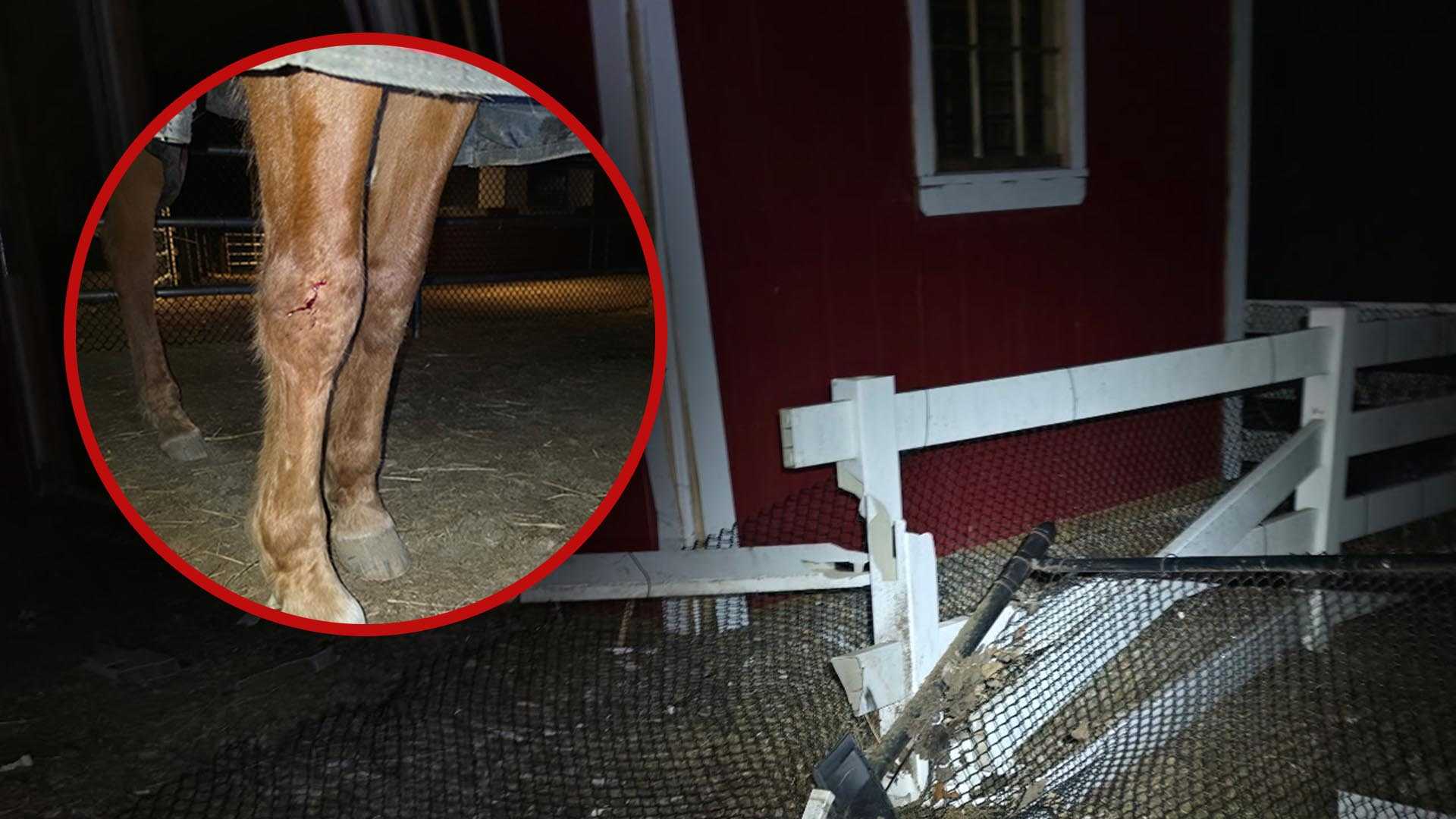 Horse injured when SUV crashes into barn; driver charged