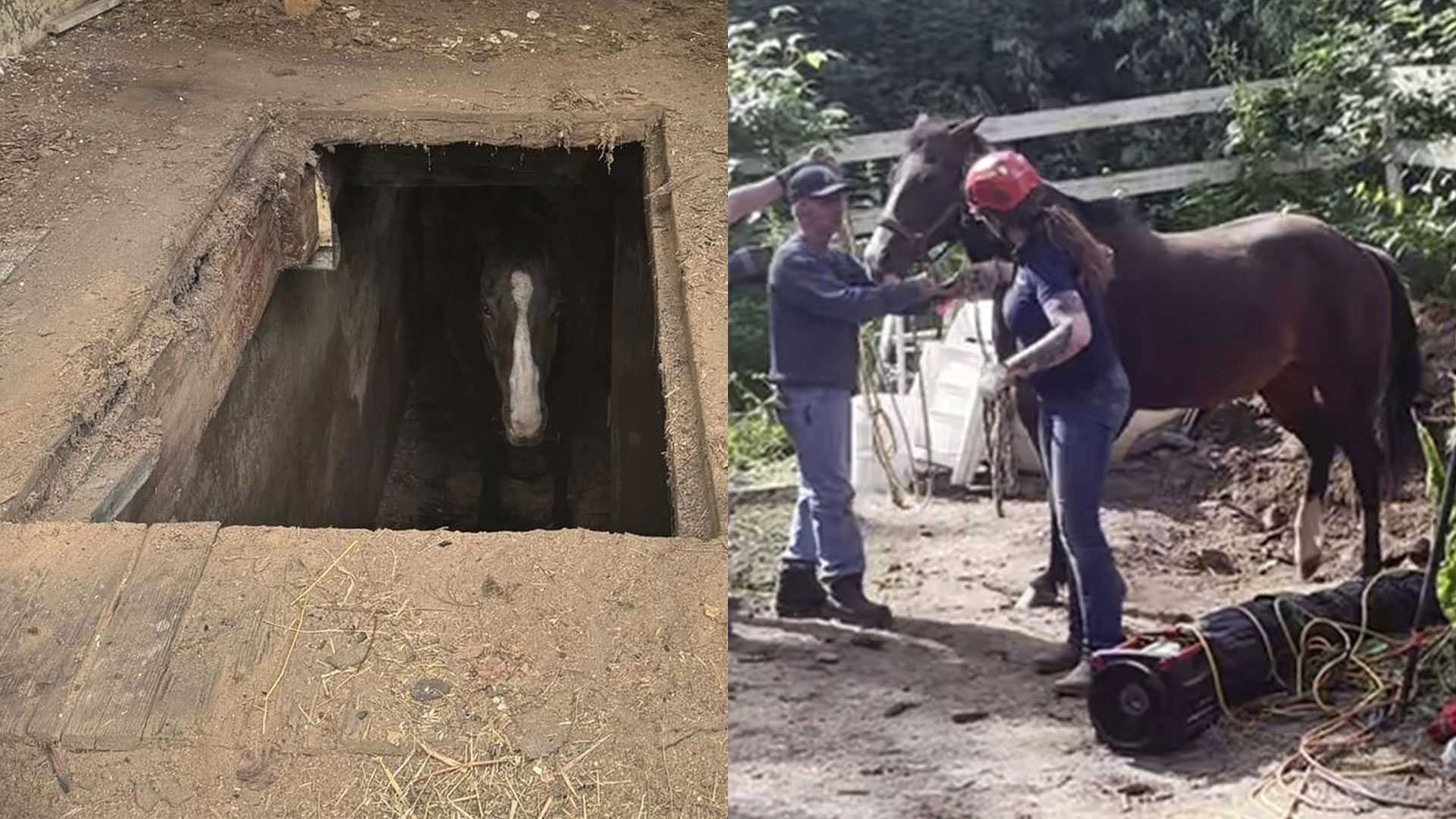 Horse rescued in Plainville after falling through barn floor - Vimarsana News