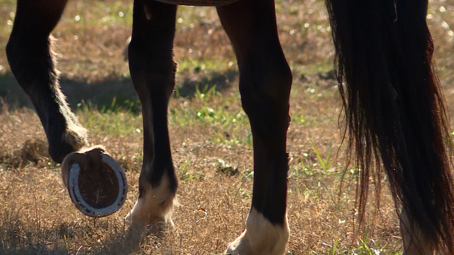 4 decaying horses with deteriorating bodies found dead in Spartanburg