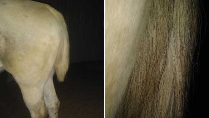 Horse tail hair cut in Camden County in March