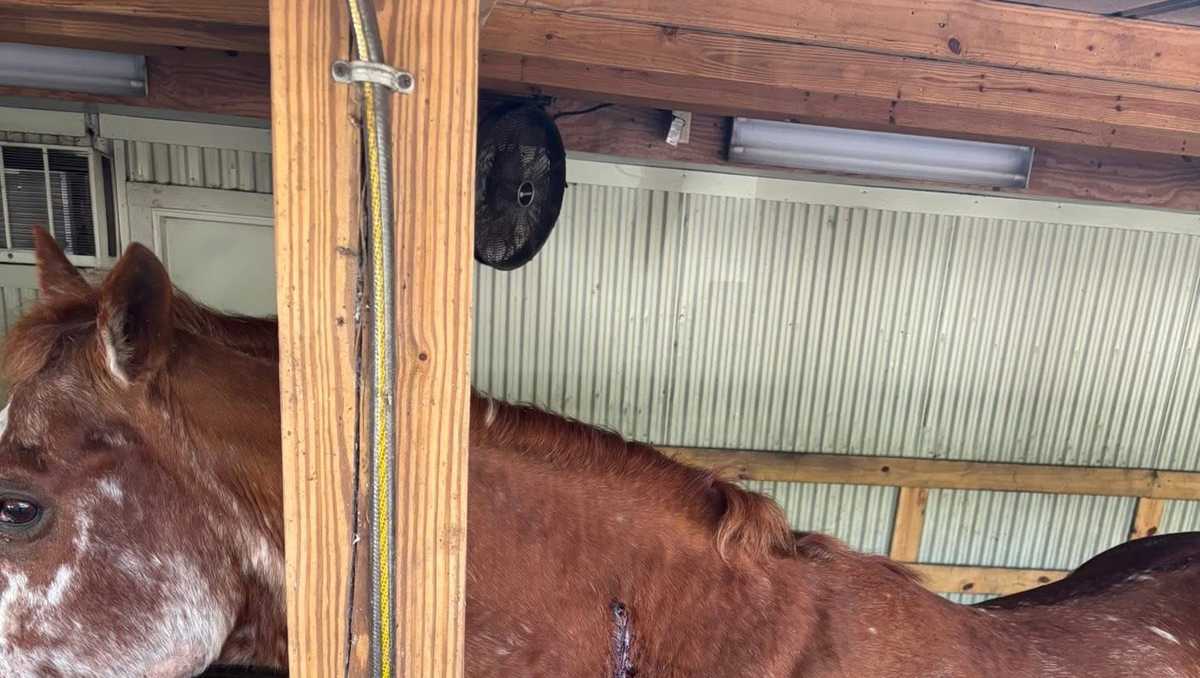 'Irresponsibility almost cost a family member': Martin County sheriff responds to horse being shot