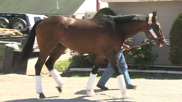 Top Derby Contender Omaha Beach Settles In At Churchill Downs