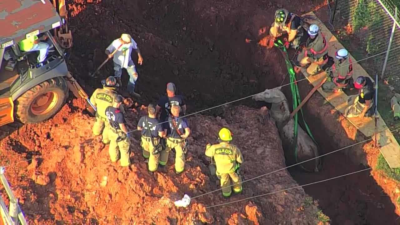 Watch: Crews rescue horse from trench - Vimarsana News