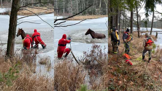 horse&#x20;rescued&#x20;from&#x20;warwick&#x20;massachusetts&#x20;ice