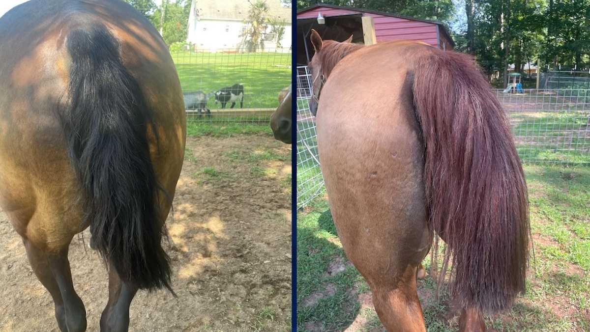South Carolina: Horse tails cut off