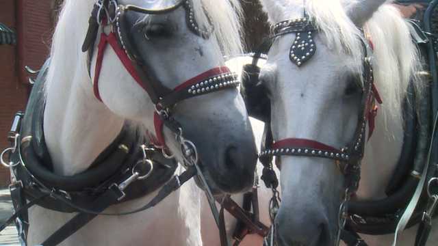 How hot is too hot for carriage horses? - Vimarsana News