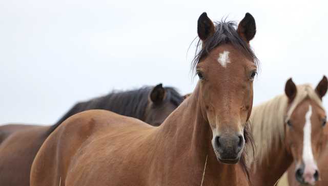 Greenwood: Rabid horse potentially exposes four people in - Vimarsana News