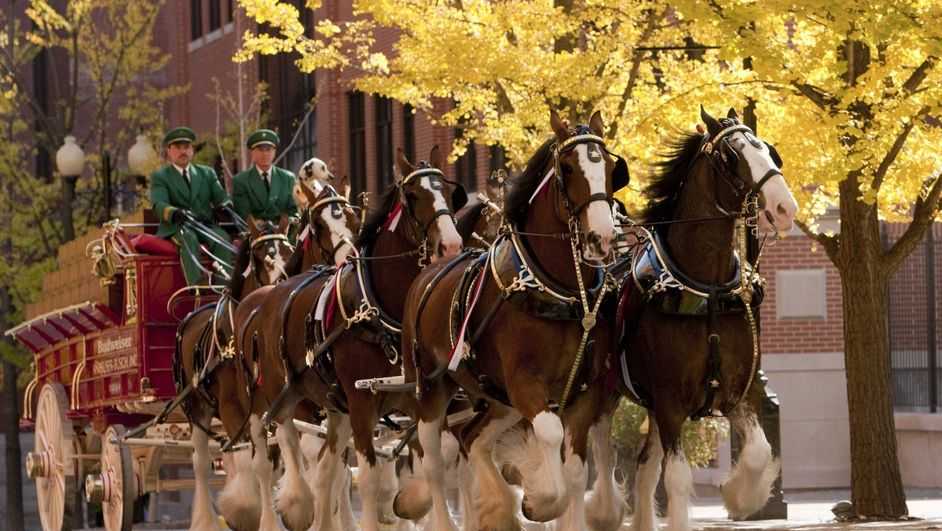 World-famous Budweiser Clydesdales set for Savannah appearances