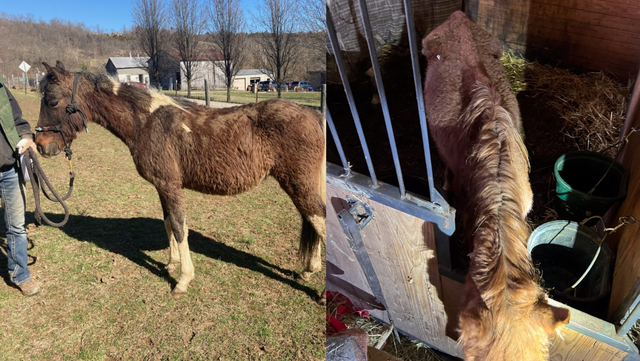Former horse owner pleads guilty after 9 horses rescued from abuse, neglect in Kenton County - Vimarsana News
