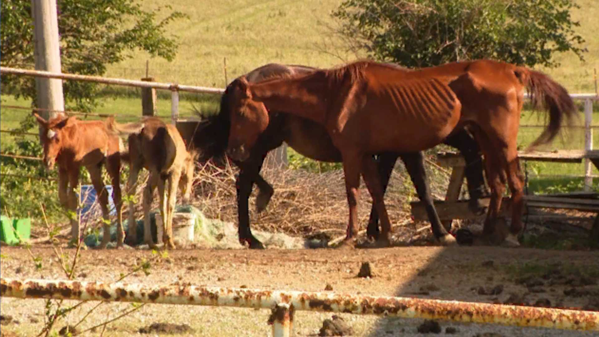 More than a dozen horses die at Beatrice vet clinic