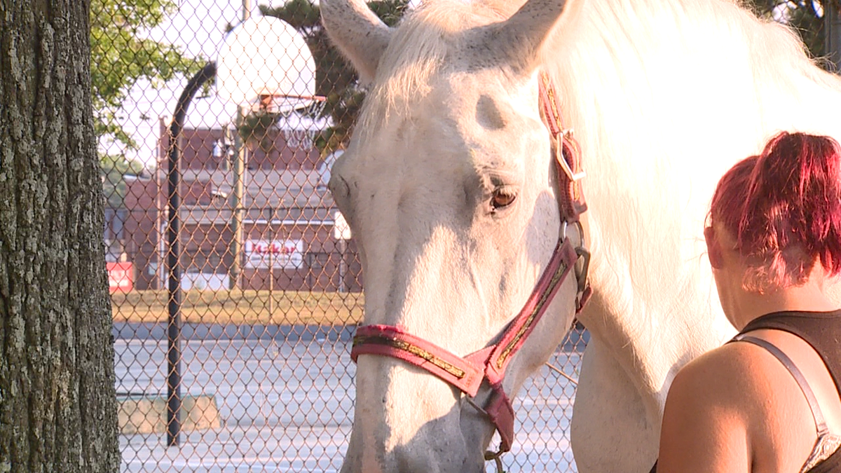Savannah carriage tour operators sue city over horse heat ordinance