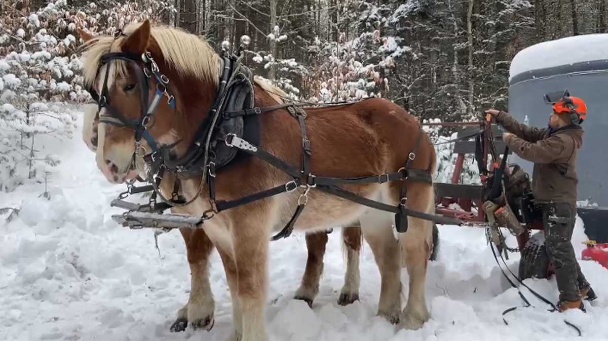 Vermont logging group utilizes horses to limit environmental impact
