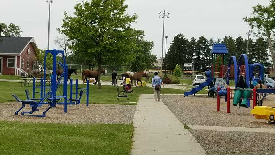 Loose horses run down Main Street