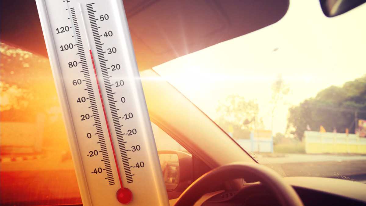 Gainesville, Missouri woman accused of leaving 4 dogs to die in hot car ...