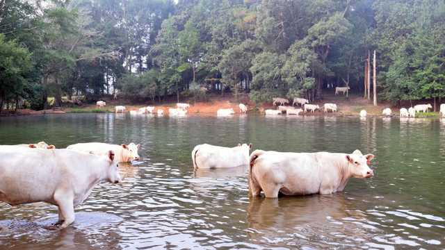Excessive summer heat putting stress on Mississippi farmers, livestock, crops - Vimarsana News