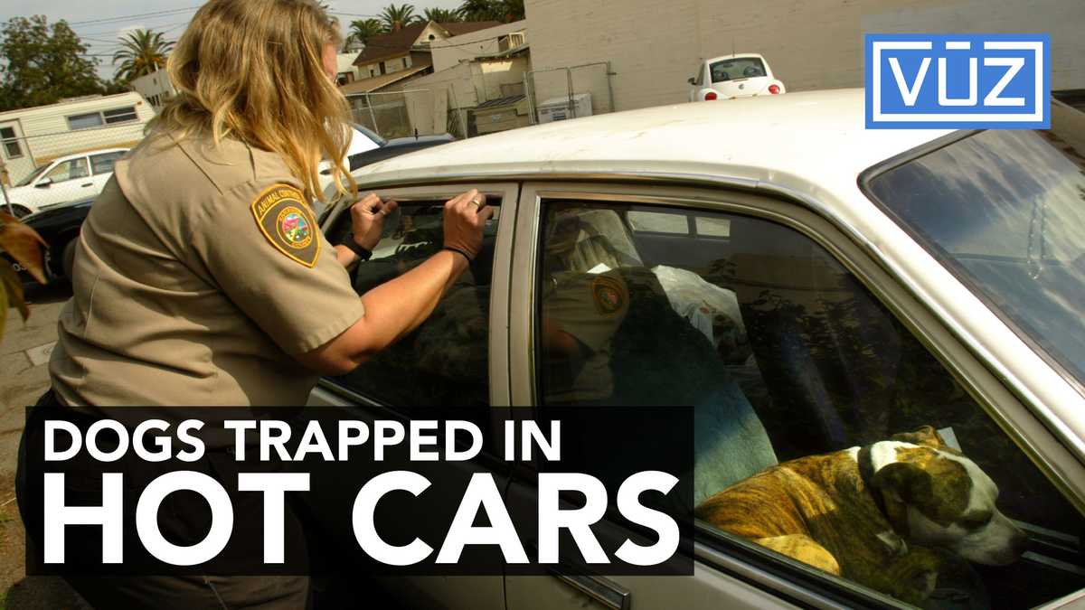 What to do when you see a dog trapped in a hot car