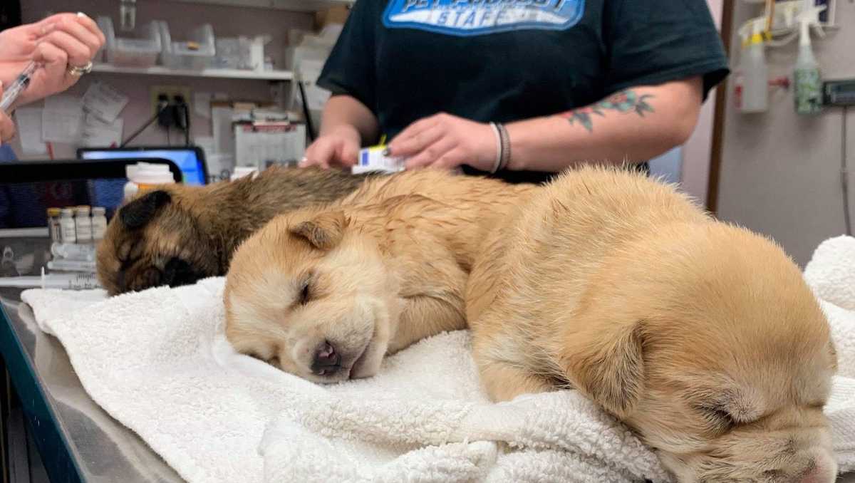 kc-pet-project-seeing-more-overheated-dogs-coming-into-shelter