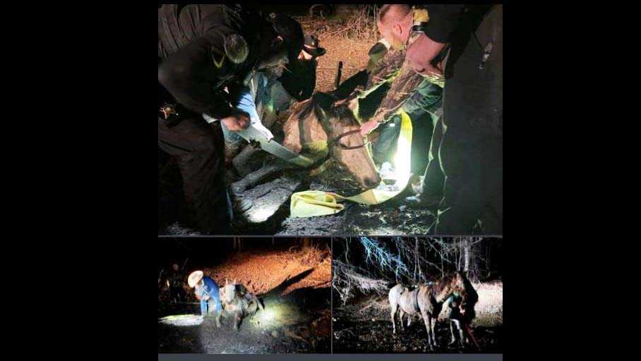 Anderson: Horse stuck in neck deep mud is rescued, deputies say