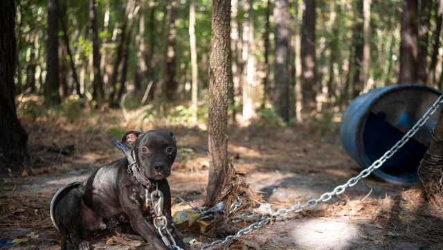 Hundreds of dogs rescued in South Carolina dogfighting takedown - Vimarsana News