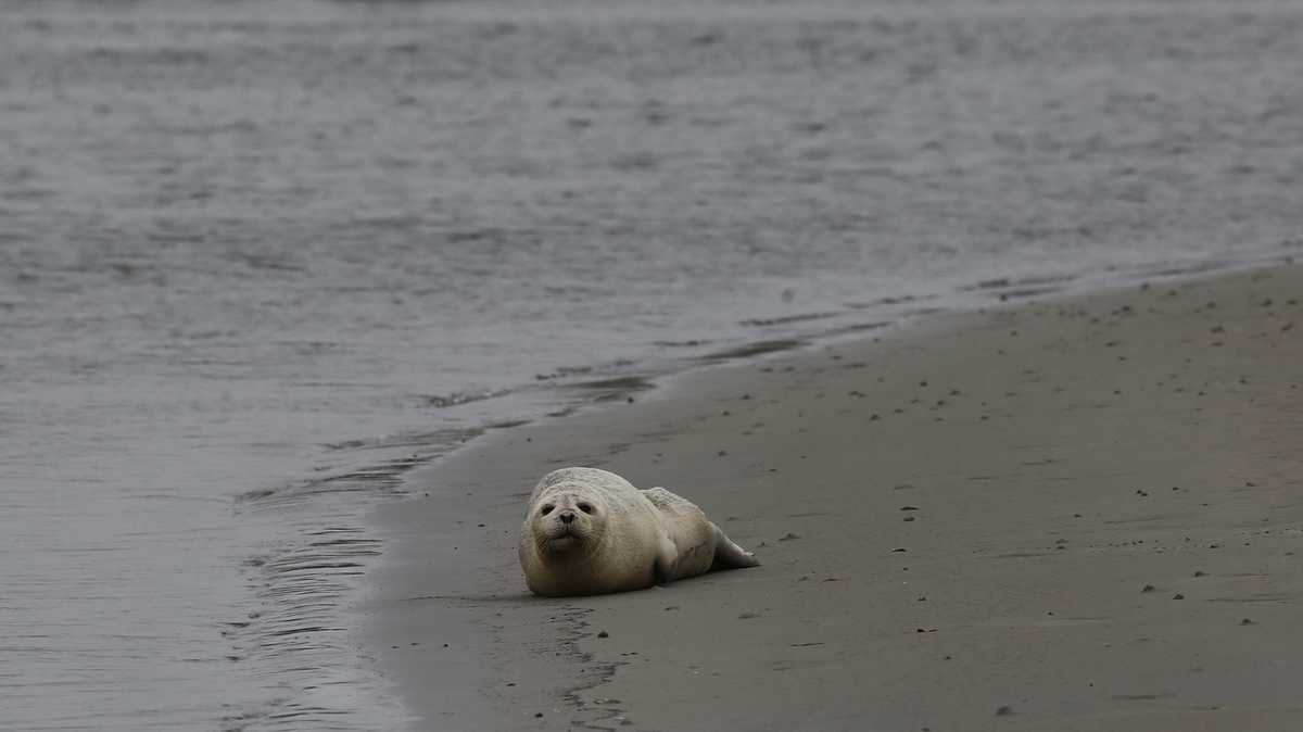 'Extremely rare': Harbor seal spotted on sandbar of Central Florida beach