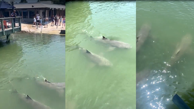 Hilton Head Island: Sharks spotted circling outside Hudson's - Vimarsana News