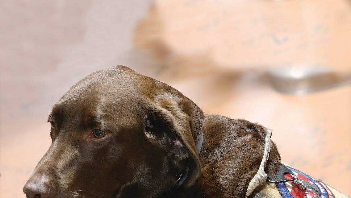 Soledad service dog honored for helping veteran owner manage PTSD