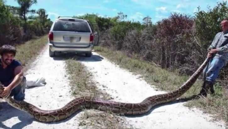 Enormous wild python captured in South Florida