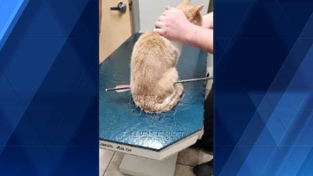Humane Society of the US offering reward to find person who shot cat with crossbow - Vimarsana News