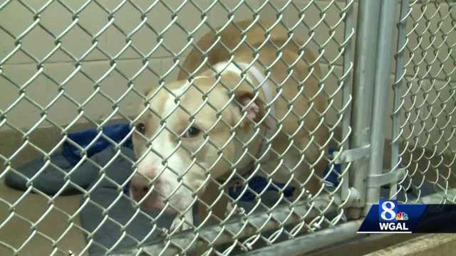 Adoption event at Humane Pennsylvania - Vimarsana News