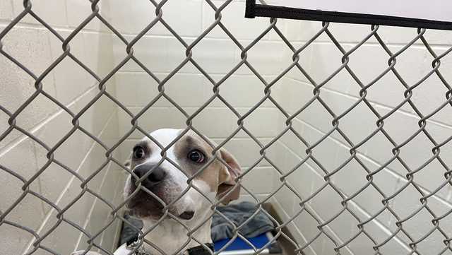 Florida Humane Society offering free adoptions through September - Vimarsana News