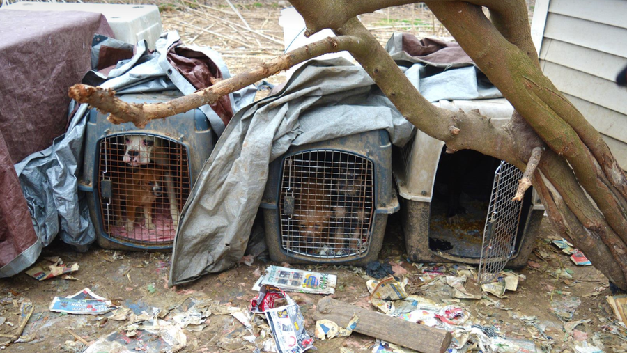 Humane society rescues 84 dogs, 17 cats from squalid ...