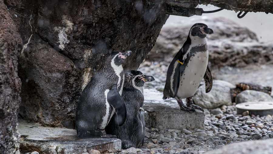 Groundhog Day without the groundhog? Penguins are taking over at