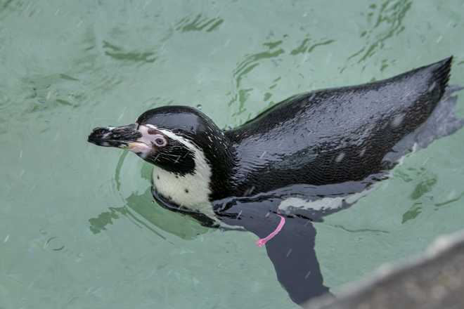 Groundhog Day without the groundhog? Penguins are taking over at