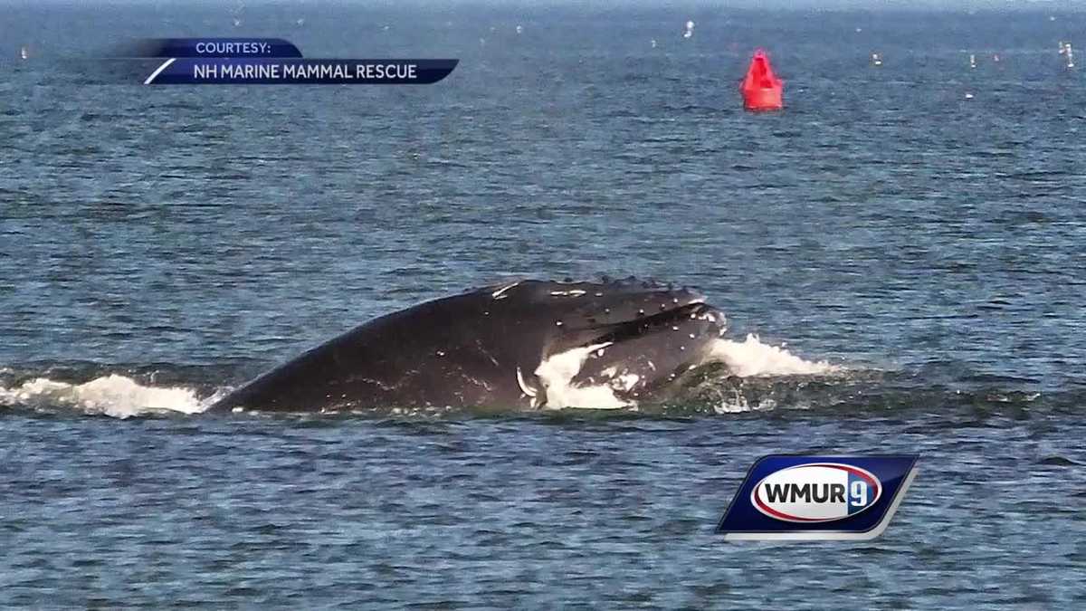 Humpback whales seen close to shore off NH coast