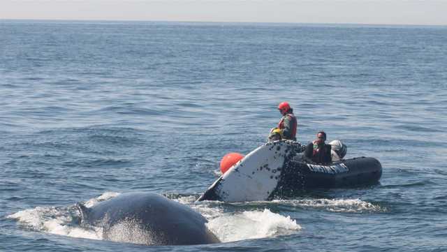Center for Coastal Studies team disentangles mother whale from fishing gear off Massachusetts coast - Vimarsana News