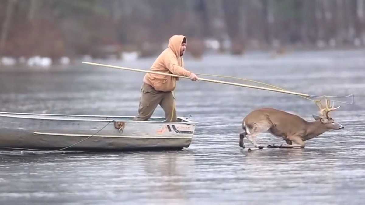 Wild video: Hunter rescues trophy buck struggling on frozen lake