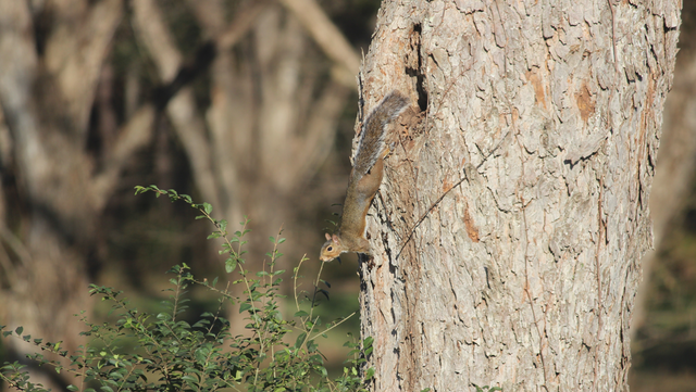 Georgia squirrel hunting season begins Tuesday - Vimarsana News