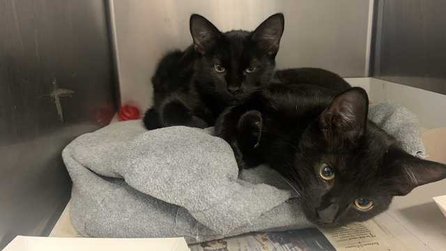 Animals affected by Hurricane Ian arrive in Philadelphia - Vimarsana News