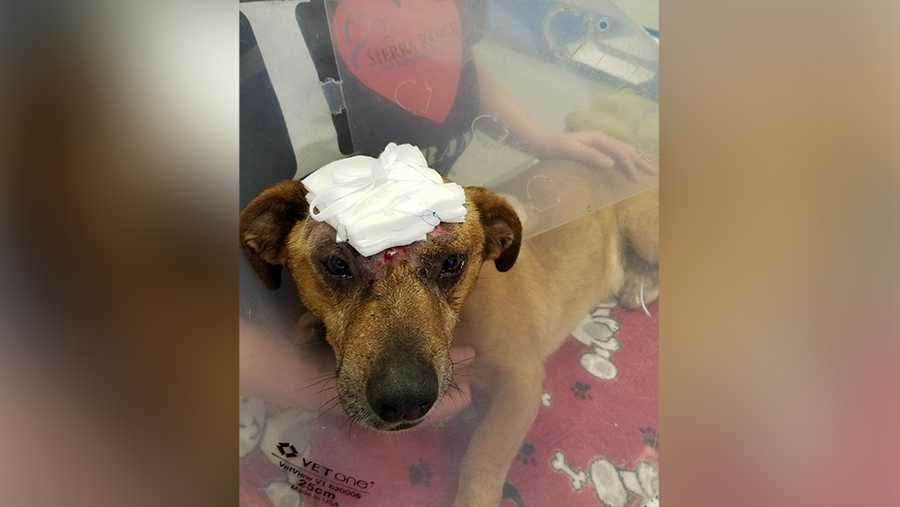 Korbin, a mixed-breed, 25-pound dog, was found abandoned June 22 at Mark White Park on Sixth Street. He had trauma to the head so severe that his skull was exposed, according to the Placer SPCA.