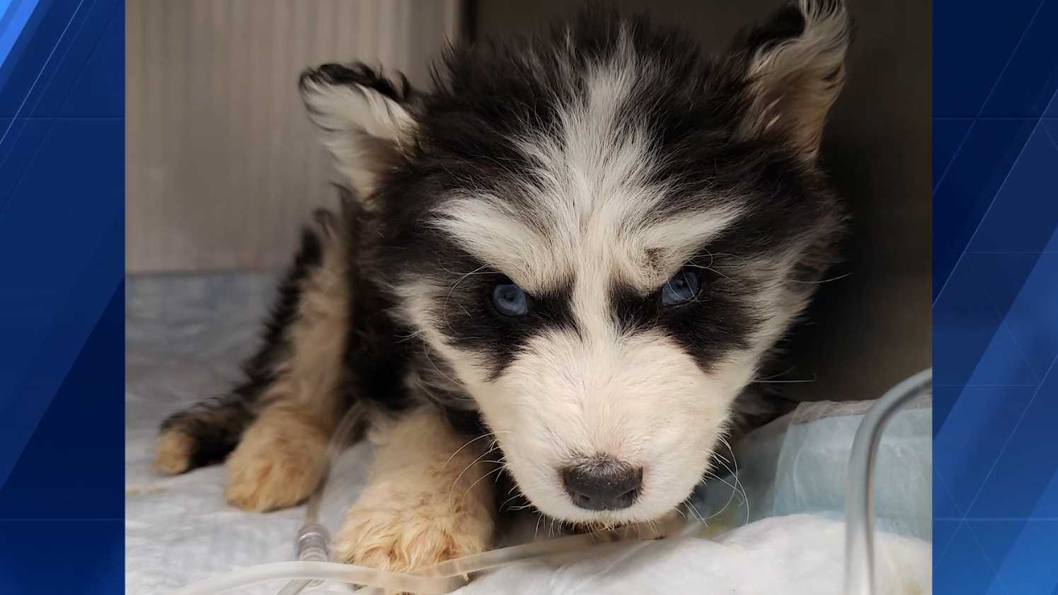 BARCS caring for husky puppies found in deplorable conditions - Vimarsana News
